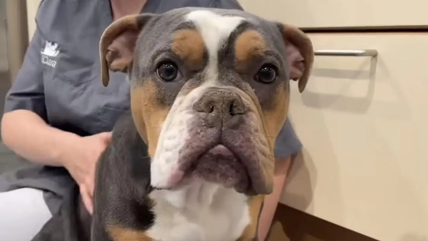 »Alfred er kritisk syg og lammet,« advarer AniCura Odense Dyrehospital, som med den video, du kan se inde i denne aritkel, viser, hvordan det gik hunden Alfred, efter at den havde spist snus.