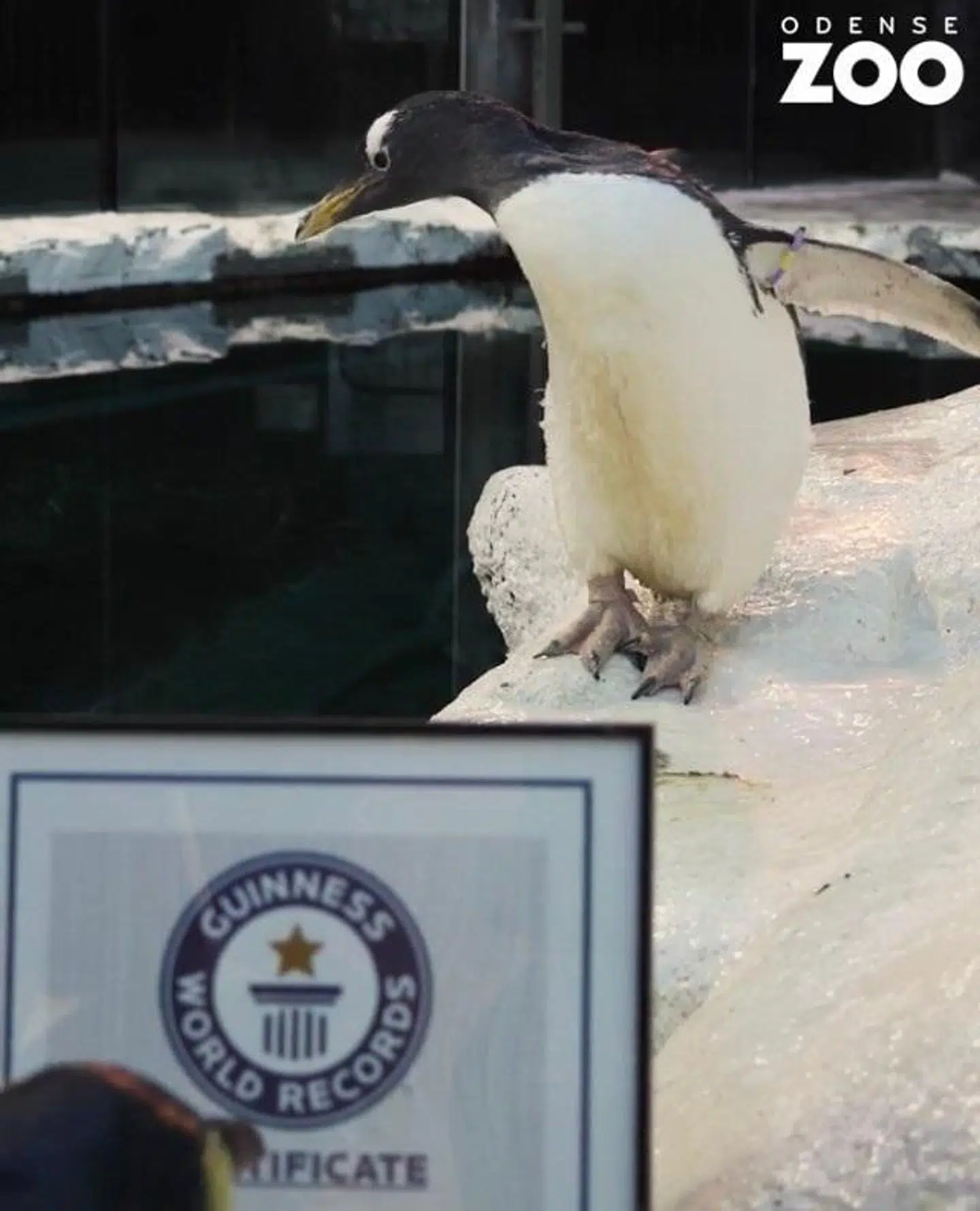 Her ses pingvinen Olde med sit bevis. Hun blev i 2020 optaget i Guiness World Records for sin flotte alder. Foto: Odense Zoo.