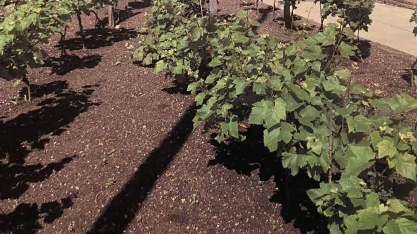 Planterne, som var over to meter høje, pyntede foran Martins butik frem til 10. september 2021.