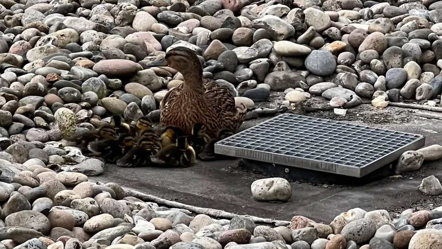 Det er sikkert og vist. Når »verdens dummeste and« udruger sine ællinger i en lukket parkeringskælder i hjertet af Aalborg, står Tanis Larsen Kvist klar til at redde dem.