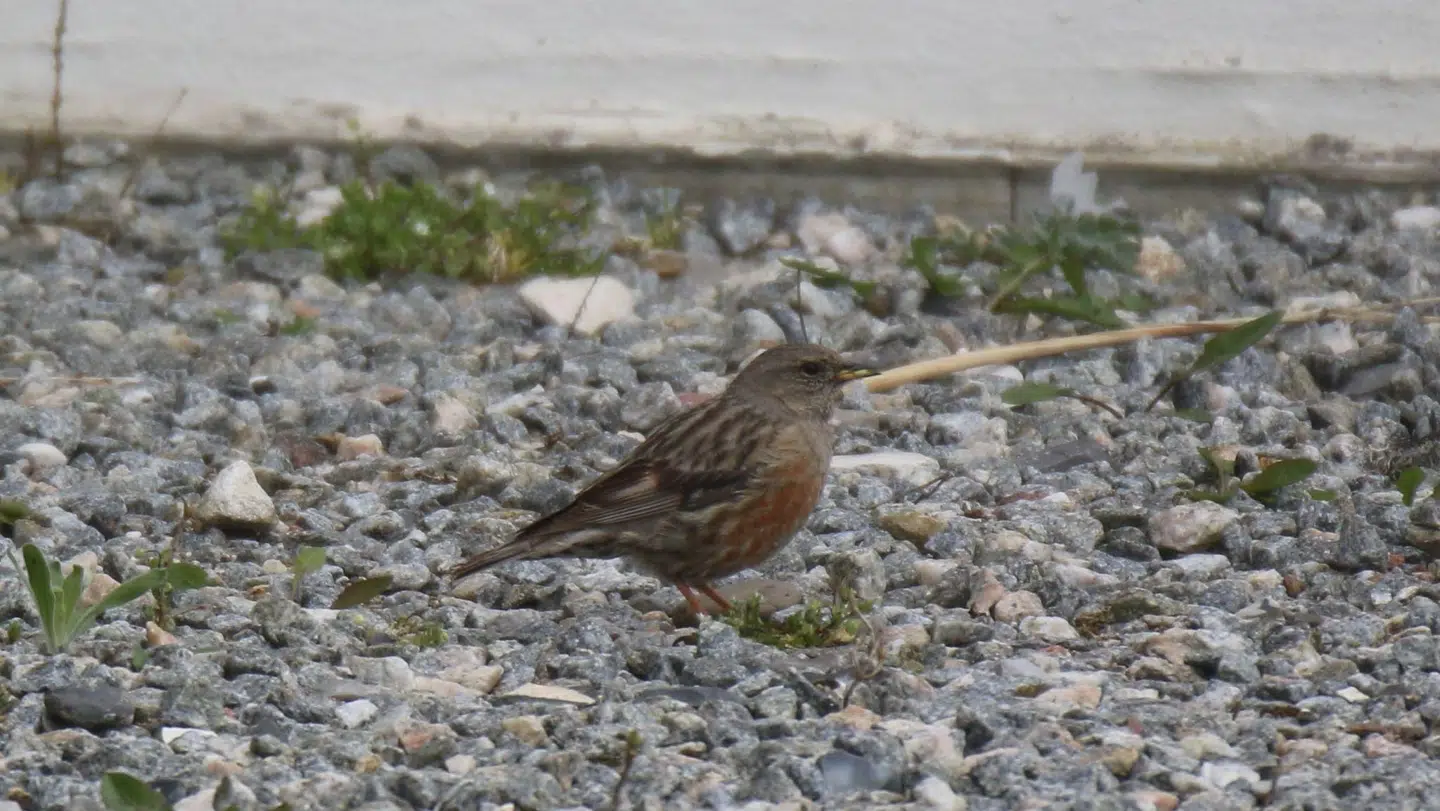 Alpejernspurven er kun spottet 16 gange i Danmark på 72 år.
