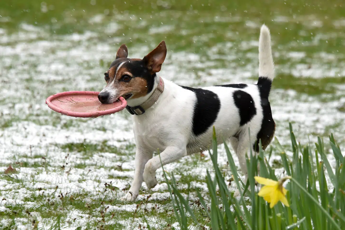 Jack Russell Terrier Tiffy carries a frisbee in its snout in light snowfall inWillingen, Germany, 24 April 2016. Photo by: Uwe Zucchi/picture-alliance/dpa/AP Images