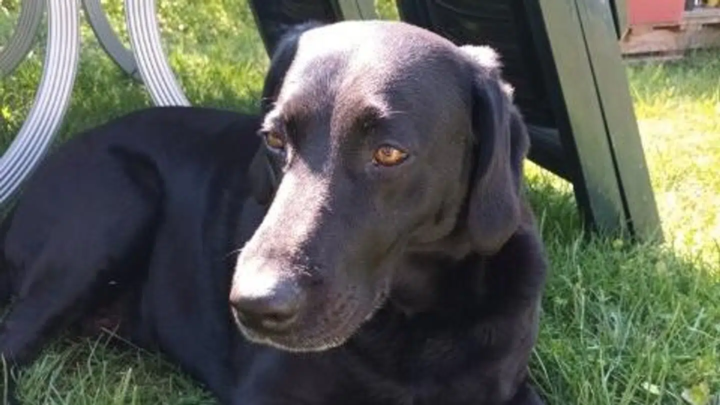 Plet har nu snart en ny ejer, der kan passe på den. Camille Engtoft Jonassen fik nemlig en masse reaktioner, da hun efterlyste nogen, der ville have en hund. Foto: Privat.