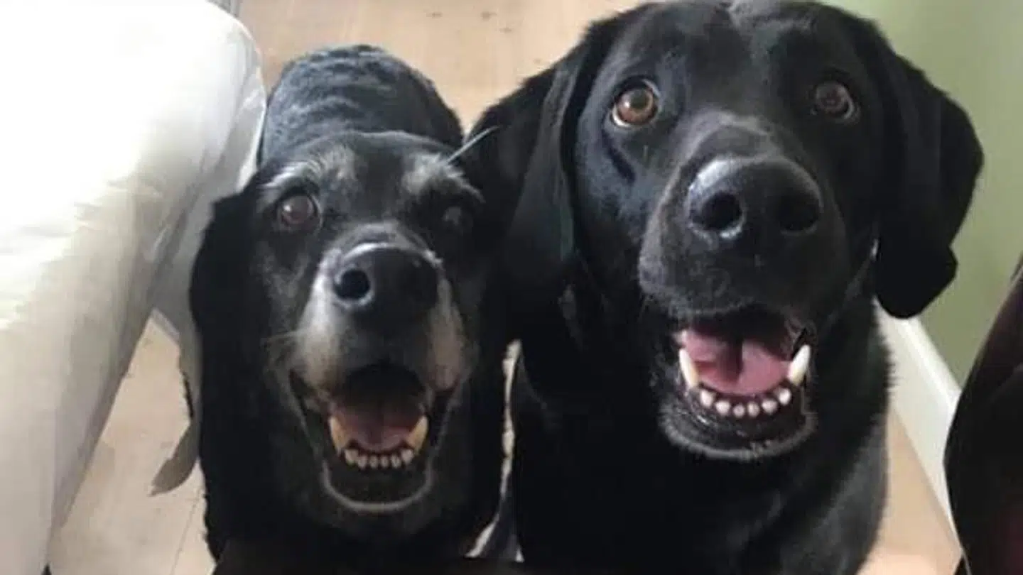 Plet sammen med den mor Donna, der ligesom mormoren Holger, også var ejet af Camille Engtoft Jonassens far. Foto: Privat.