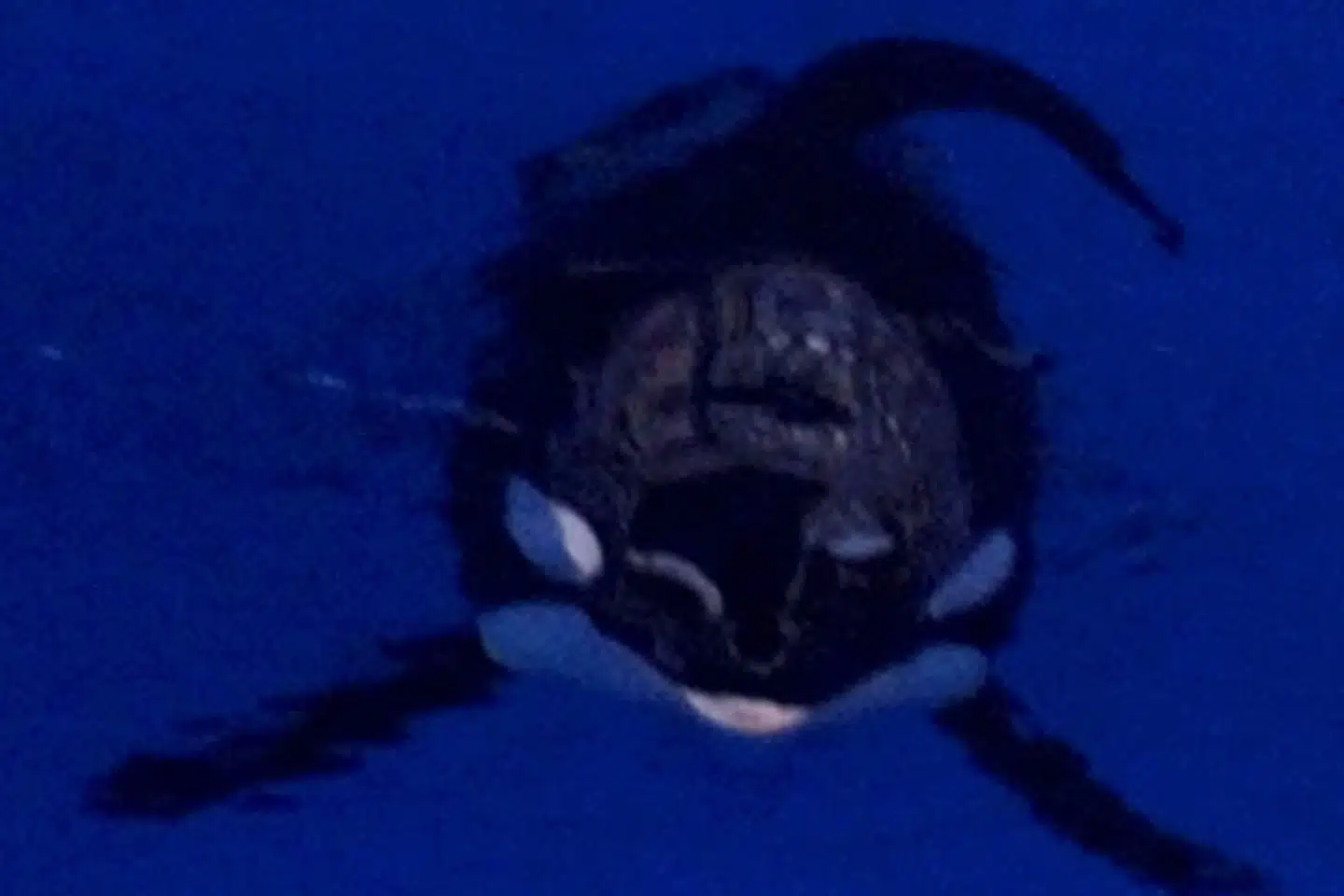 Spækhuggeren er verdens største delfin. Den findes i stort set alle verdens have, men er sjældne i Nordsøen og kommer meget sjældent i danske farvande. (Arkivfoto.) Joe Skipper/Reuters