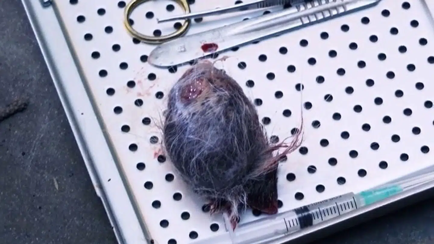 Her ses den tumor, som Odense Zoo måtte operere væk fra hantigeren Boris. Foto: Odense Zoo.