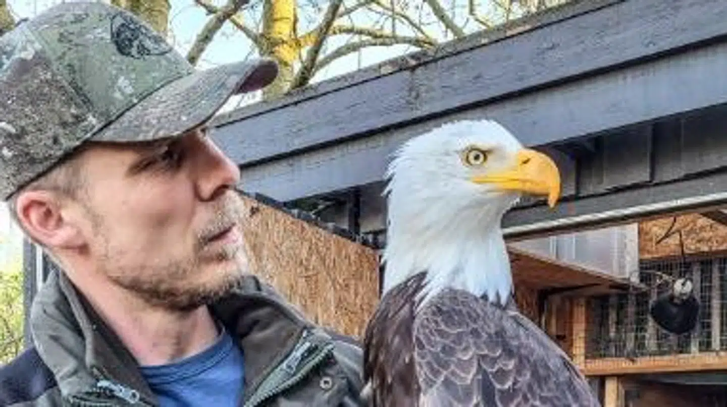 Det er endelig lykkedes at fange den hvidhovedet havørn, der i en uge har været gæst i Nordjylland. Morten Stricker har hentet fuglen i nærheden af Ringkøbing, hvor en snarrådig landmand indfangede fuglen.