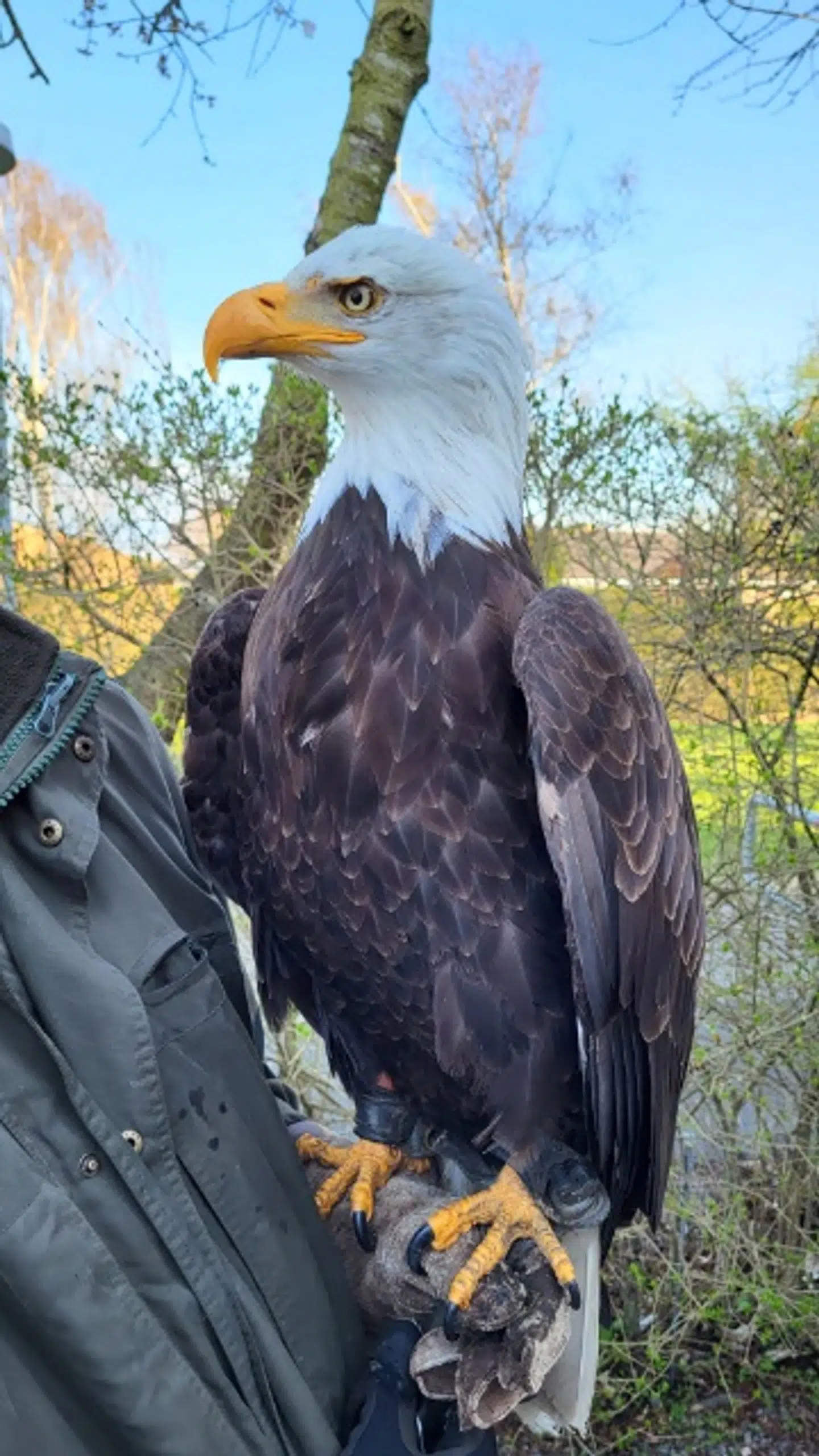 Det lykkedes at indfange fuglen med et frottélagen.