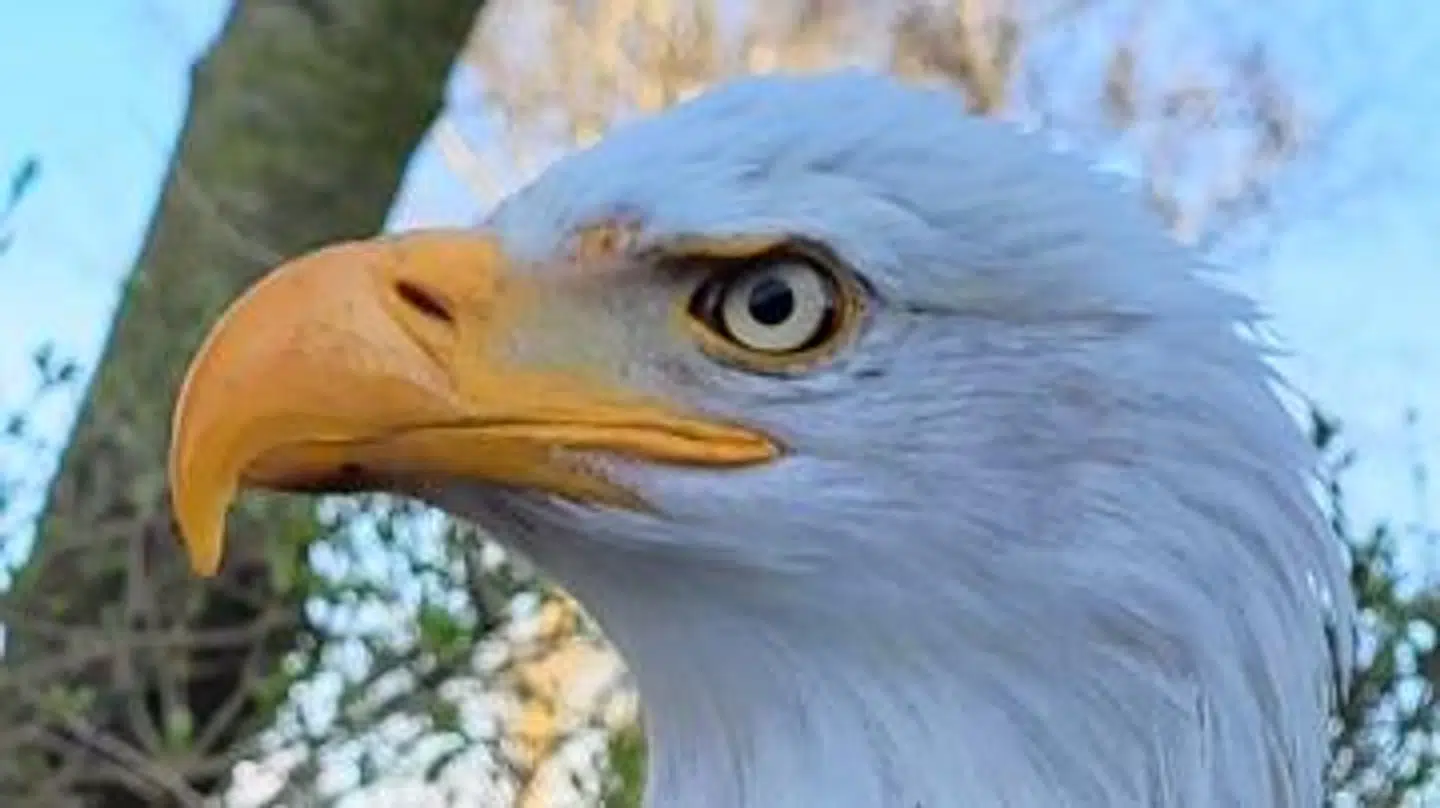 Det er en imponerende fugl, der lige nu er hjemme ved Morten Stricker. Men i størrelsen vinder den europæiske havørn over den hvidhovedet havørn, der holder til i USA og Canada.