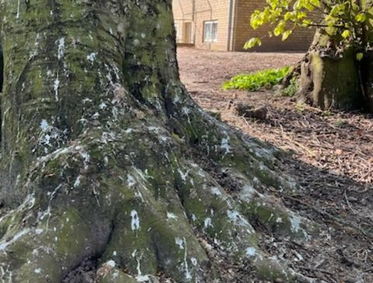 B.T. har modtaget lidt billeder fra skolen af alle de fugleklatter, der er omkring på skolens udendørsareal.