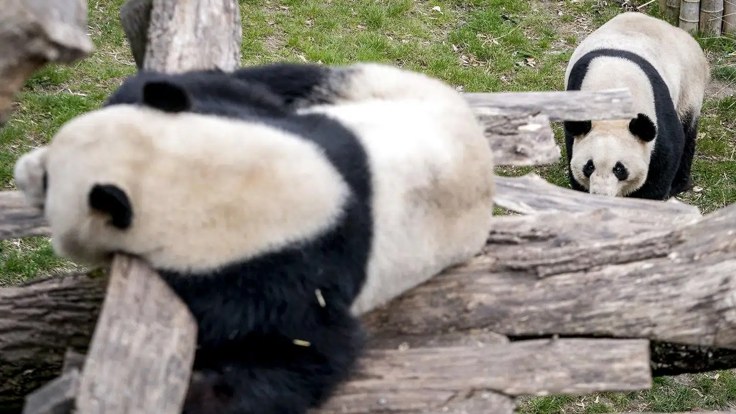 Pandaerne i zoo er blevet sat sammen i håbet om parring søndag den 24 april 2022. Pandaerne i Københavns Zoo, hannen Xing Er og hunnen Mao Sun, har én gang om året chancen for at parre sig.. (Foto: Mads Claus Rasmussen/Ritzau Scanpix)