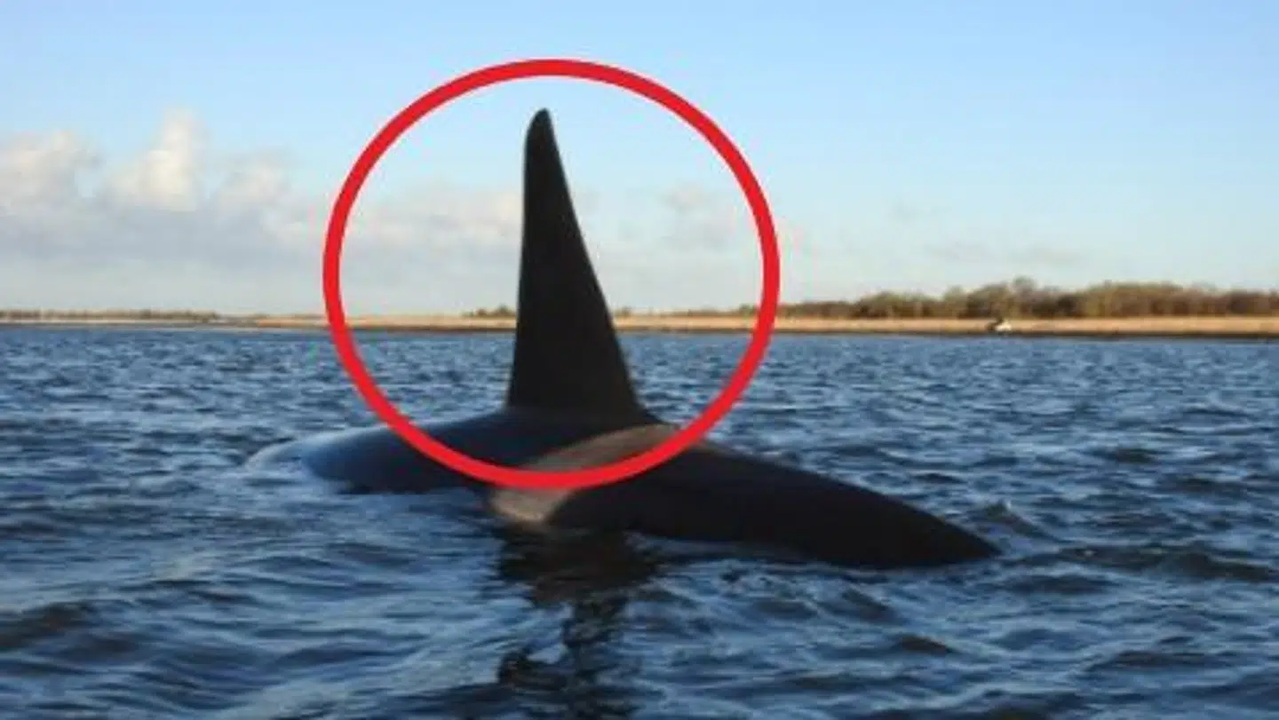 Spækhuggerens rygfinne er faldet til siden. Og det er der en meget speciel forklaring på.