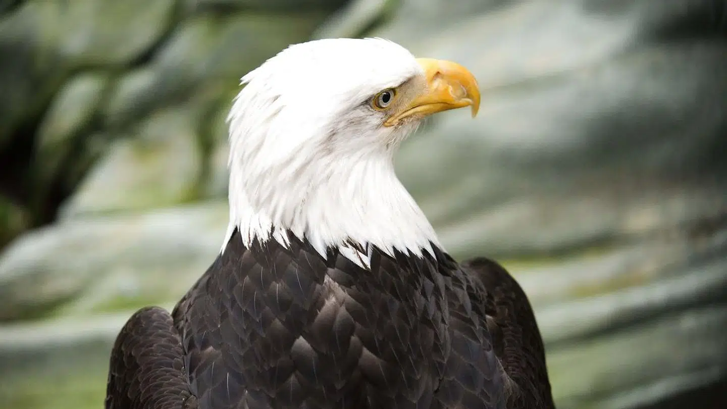 Hvis den store rovfugl havde taget turen over Atlanten, ville det være en kæmpe sensation. Men sådan forholder det sig ikke. Foto: Sergi Reboredo/picture-alliance/dpa/AP Images