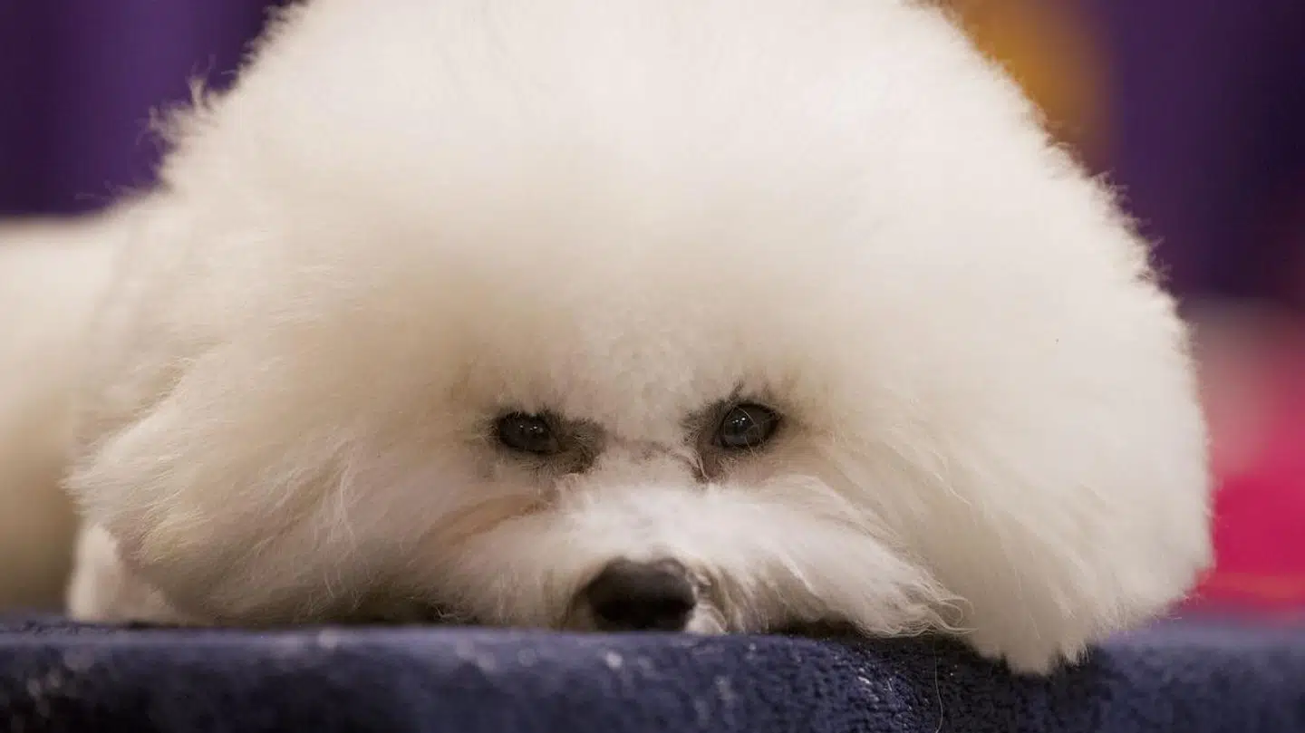 Det var blandt andet hunde af racen Bichon Frisé, en 45-årig mand ifølge Retten i Odense, har brugt stødhalsbånd på, ligesom han i retten onsdag blev kendt skyldig i at hænge en hund af samme race i sin carport. Arkivfoto: AP Photo/Frank Franklin II