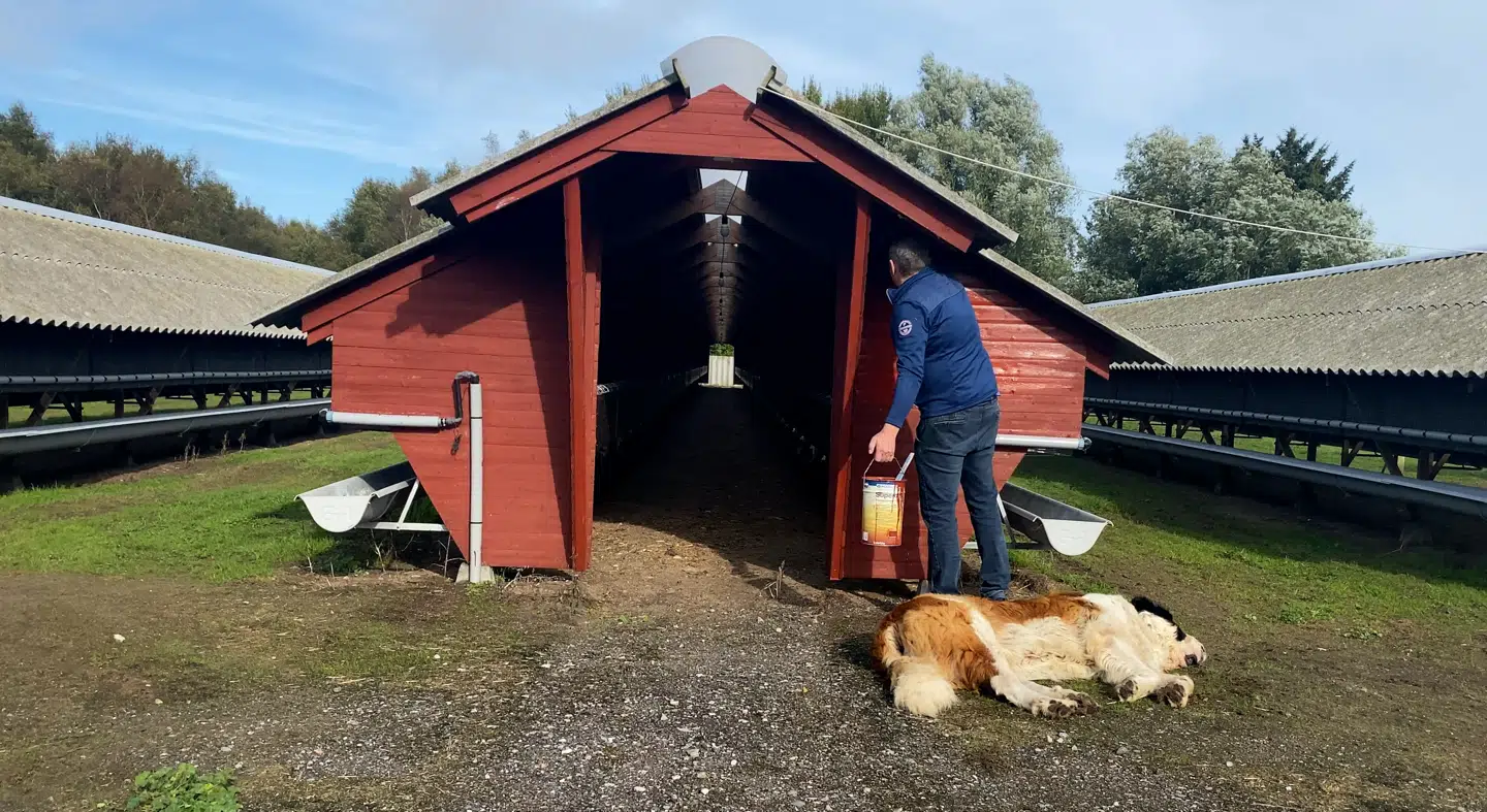 Udover sanktbernhardshunden, Bjørn, som trofast ligger ved sin ejers side, er der tomt på minkgården i Sæby i Nordjylland.