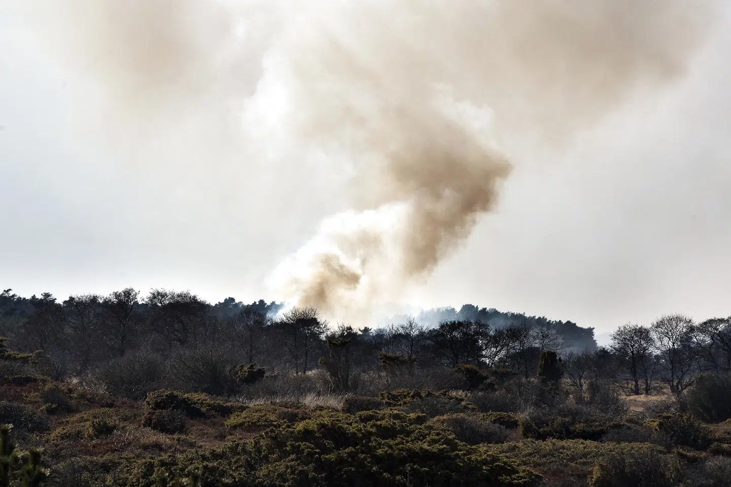 Marts 2022 har indtil videre budt på 207 naturbrande. Man skal ti år tilbage for at finde et tilsvarende højt antal brande i naturen for marts måned. (Arkivfoto). Henning Bagger/Ritzau Scanpix