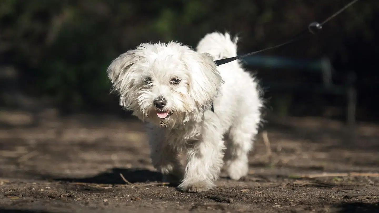 Flere dyrlæger advarer hundeejere om hjertelungeorm blandt hunde.