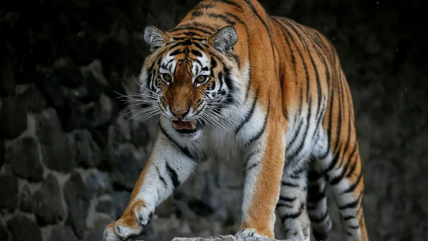 En zoologisk have lidt uden for Kyiv har et ønske om at redde dyrene, der er ved at dø af sult og kulde. Arkivfoto.
