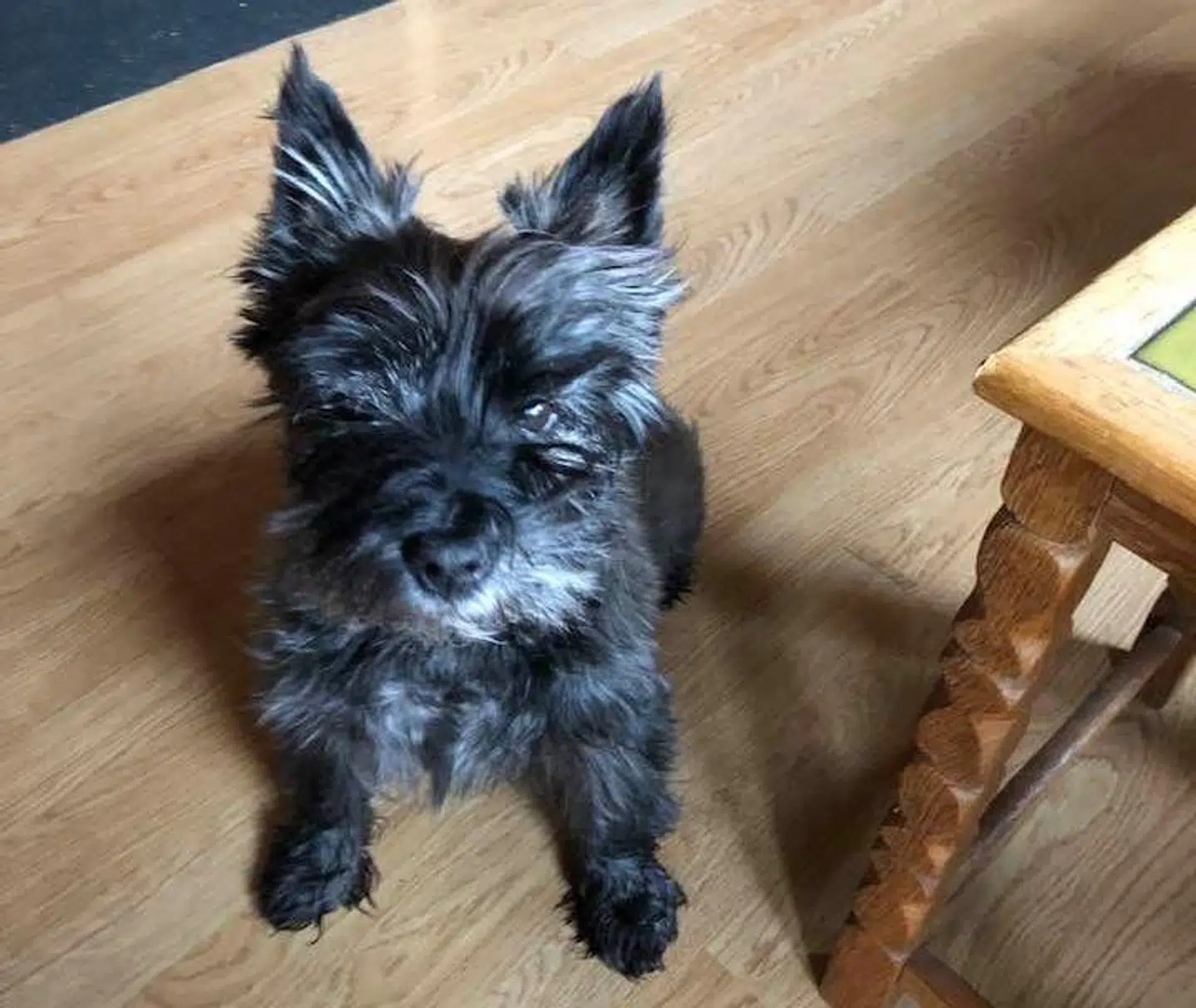 12-årige Pluto af racen Cairn Terrier.