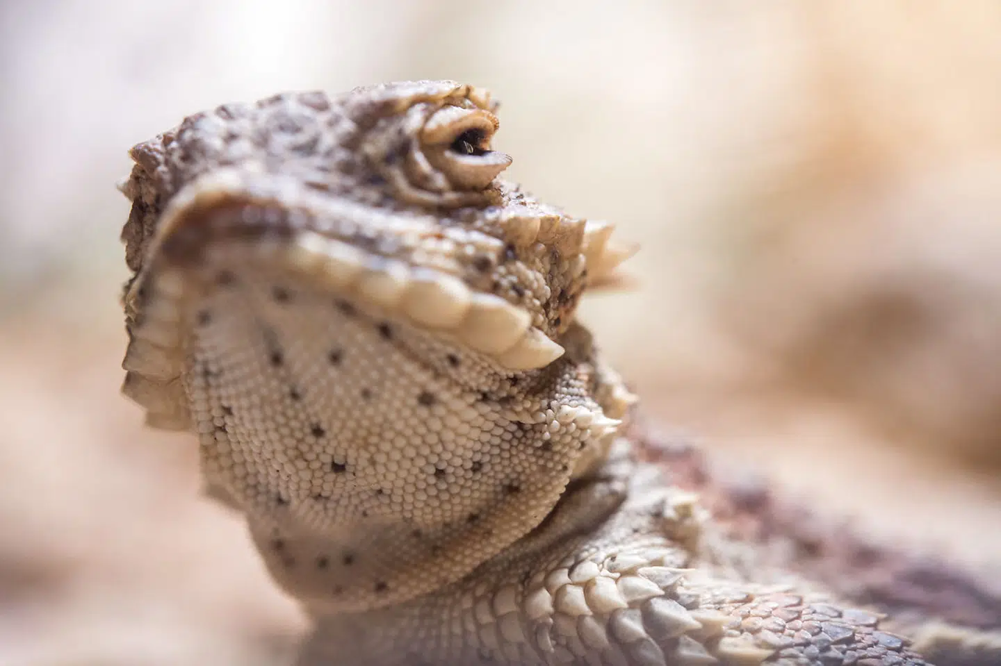 En desert horned lizard er fotograferet i et terrarium. Når der er fare på færde, kan den skyde med blod fra begge øjne, for at forvirre angriberen.