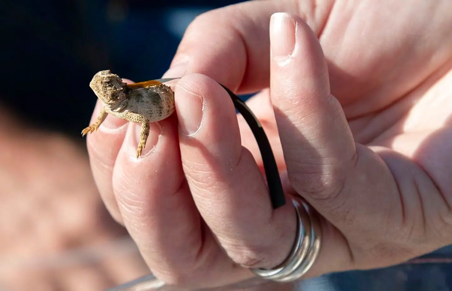 Her ses en Texas horned lizard på hånden af en mand. Den er ikke specielt stor.