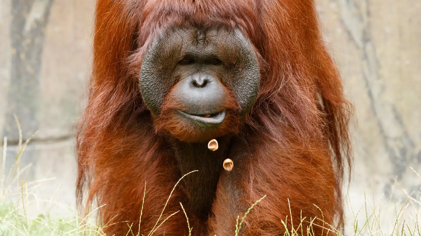 Aalborg Zoo er den eneste danske zoo, der har orangutanger.