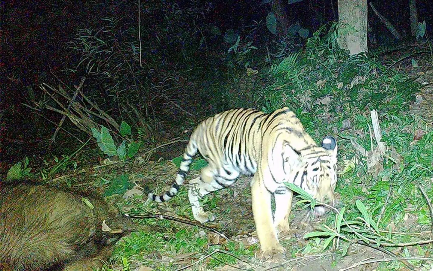 Den trebenede tiger fotograferet af et overvågningskamera.