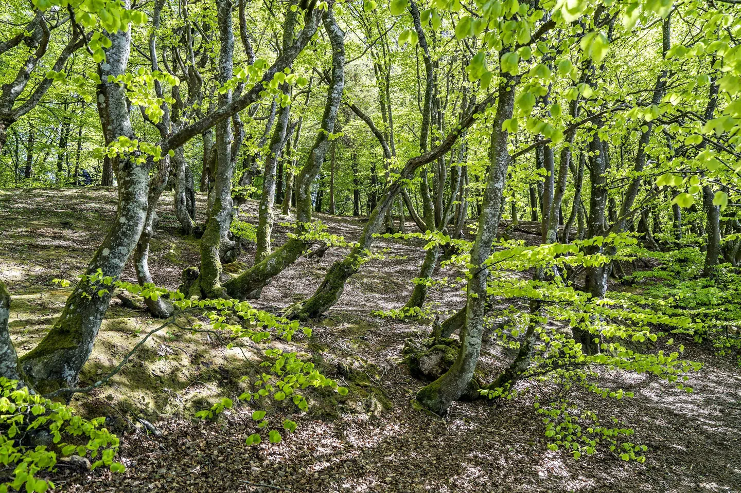 Nyudsprungne lysegrønne bøgetræer ved Store Økssø i Rold Skov. Naturen har fået nok, den er klemt og skal have mere plads. Det er tanken bag en aftale om 15 naturnationalparker. (Arkivfoto) Henning Bagger/Ritzau Scanpix