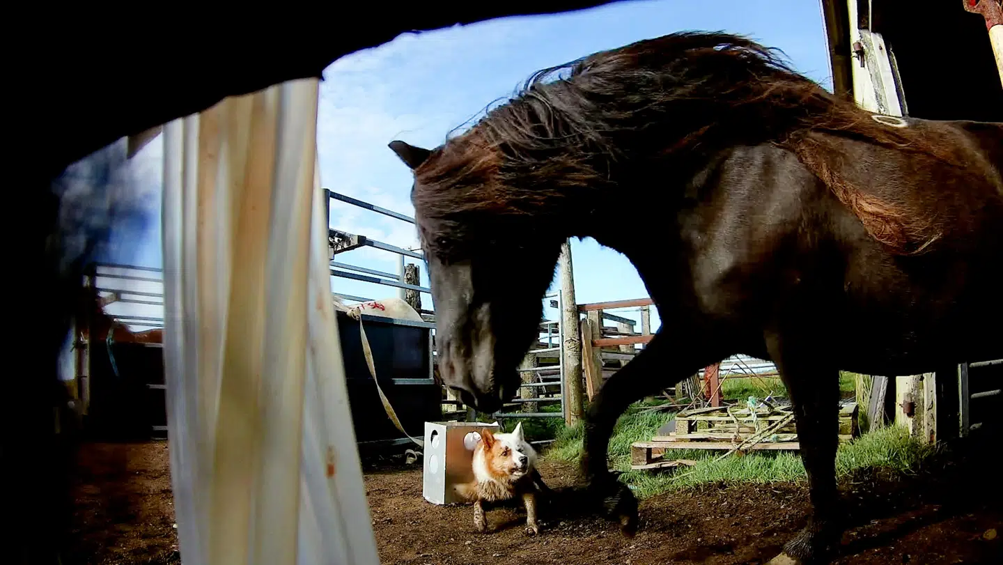 Animal Welfare Foundation kortlagde 40 blodfarme under deres besøg mellem 2019 og 2021.