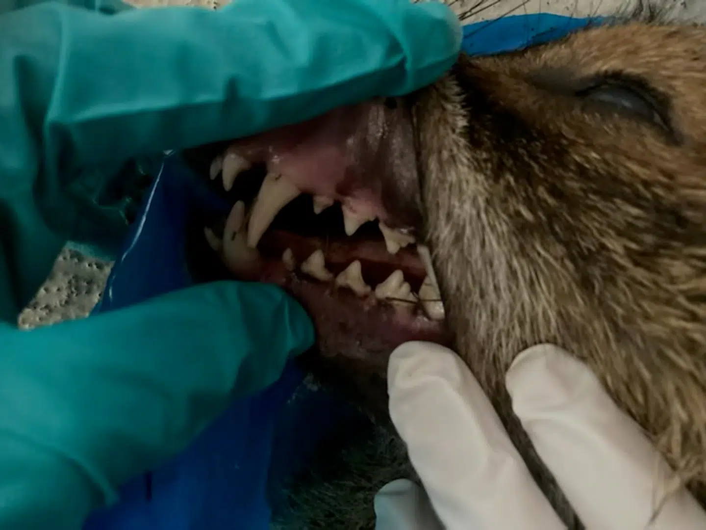 Her ses tænderne på guldsjakalen. Foto: Privat.