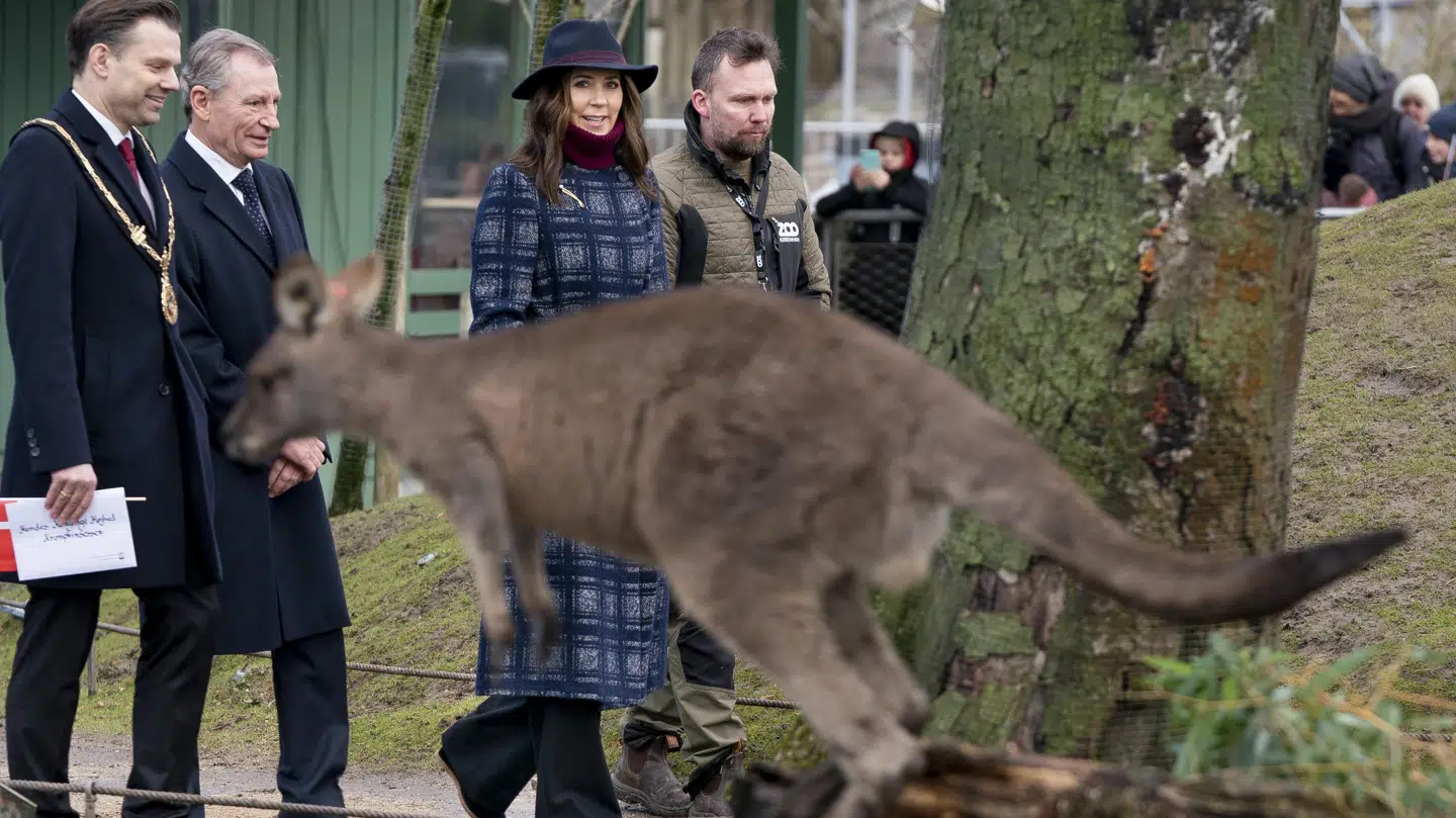 Der er masser af kænguruer i Zoo.