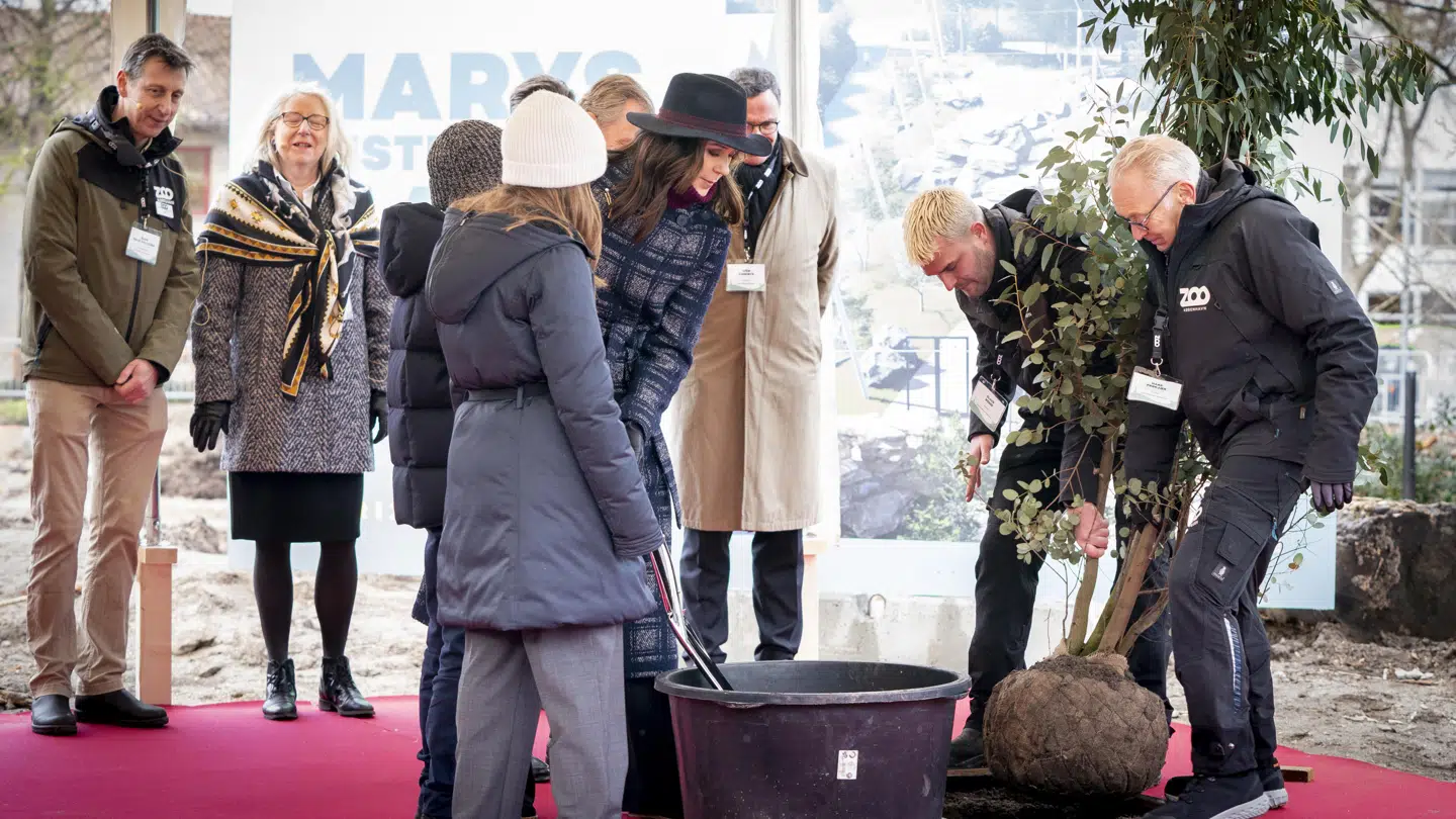 Kronprinsessen plantede et eukaluptystræ i Zoo.