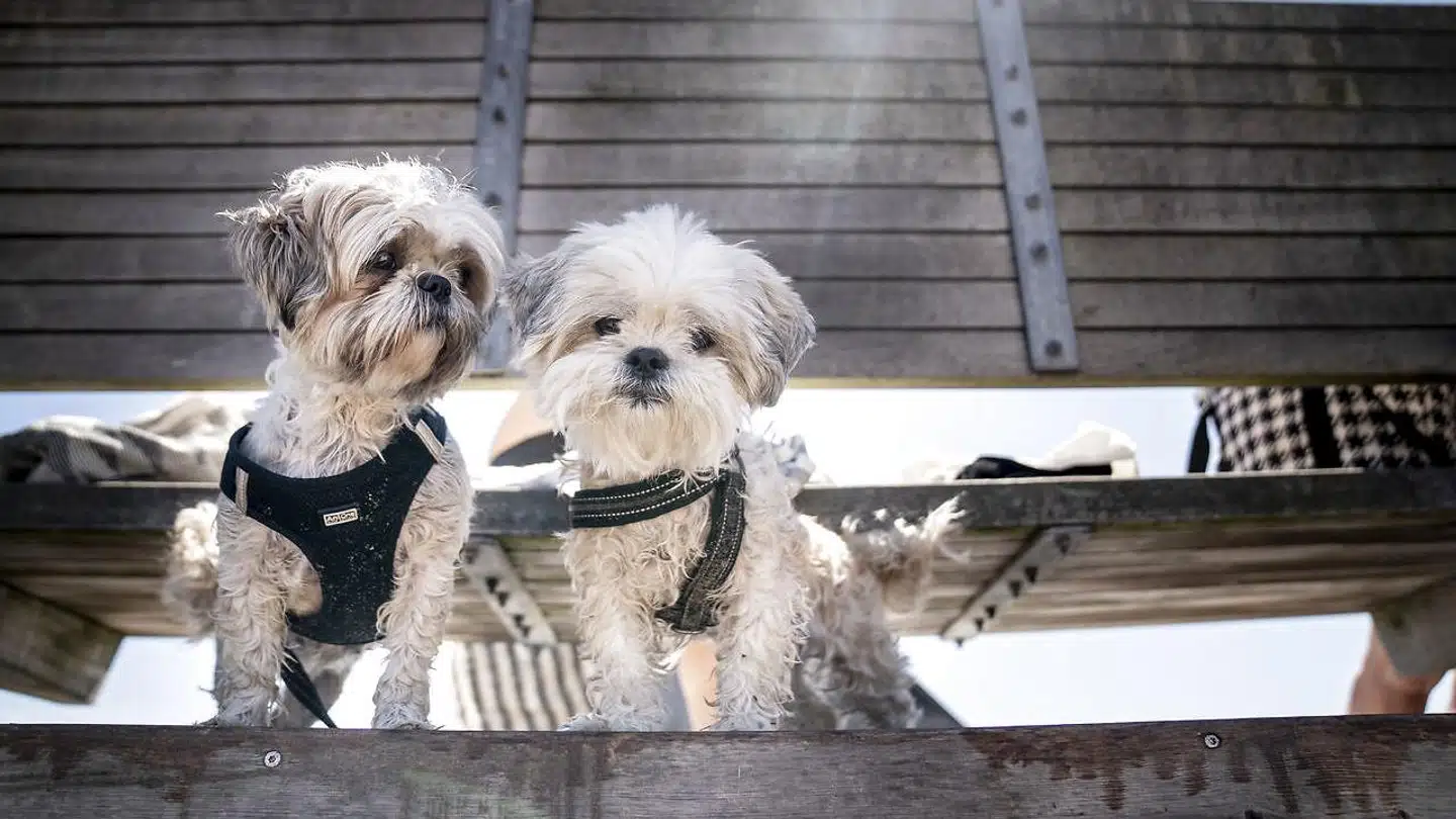 Parasitten giradia spreder sig i øjeblikket blandt hunde på Vesterbro og Frederiksberg.