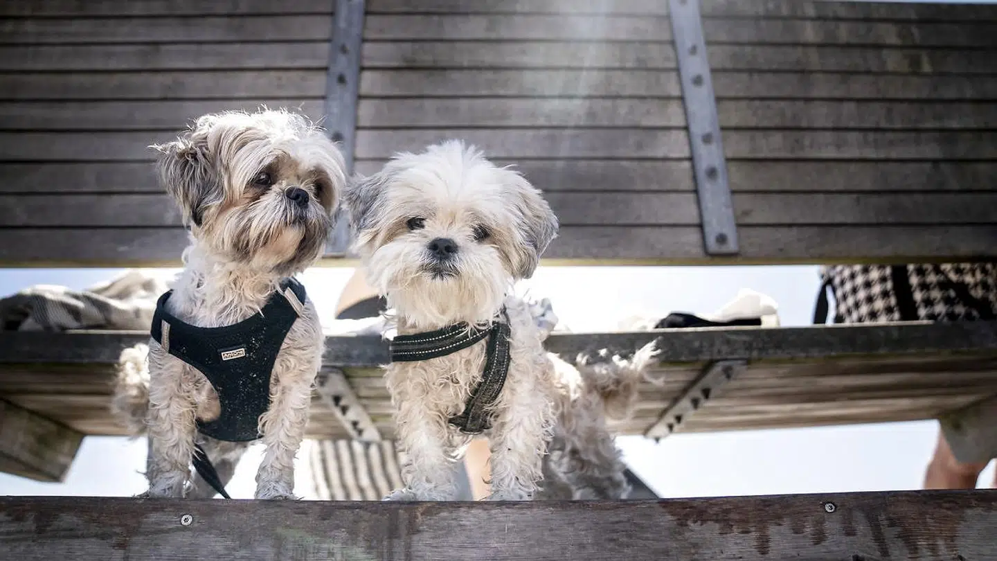 Parasitten giradia spreder sig i øjeblikket blandt hunde på Vesterbro og Frederiksberg.