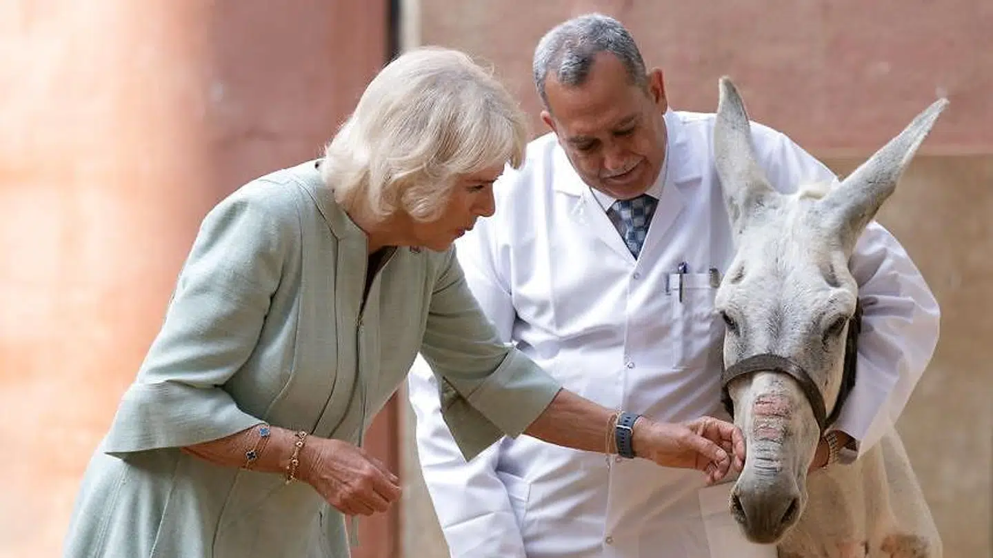 Hertuginde Camilla går blandt andet meget op i dyr.