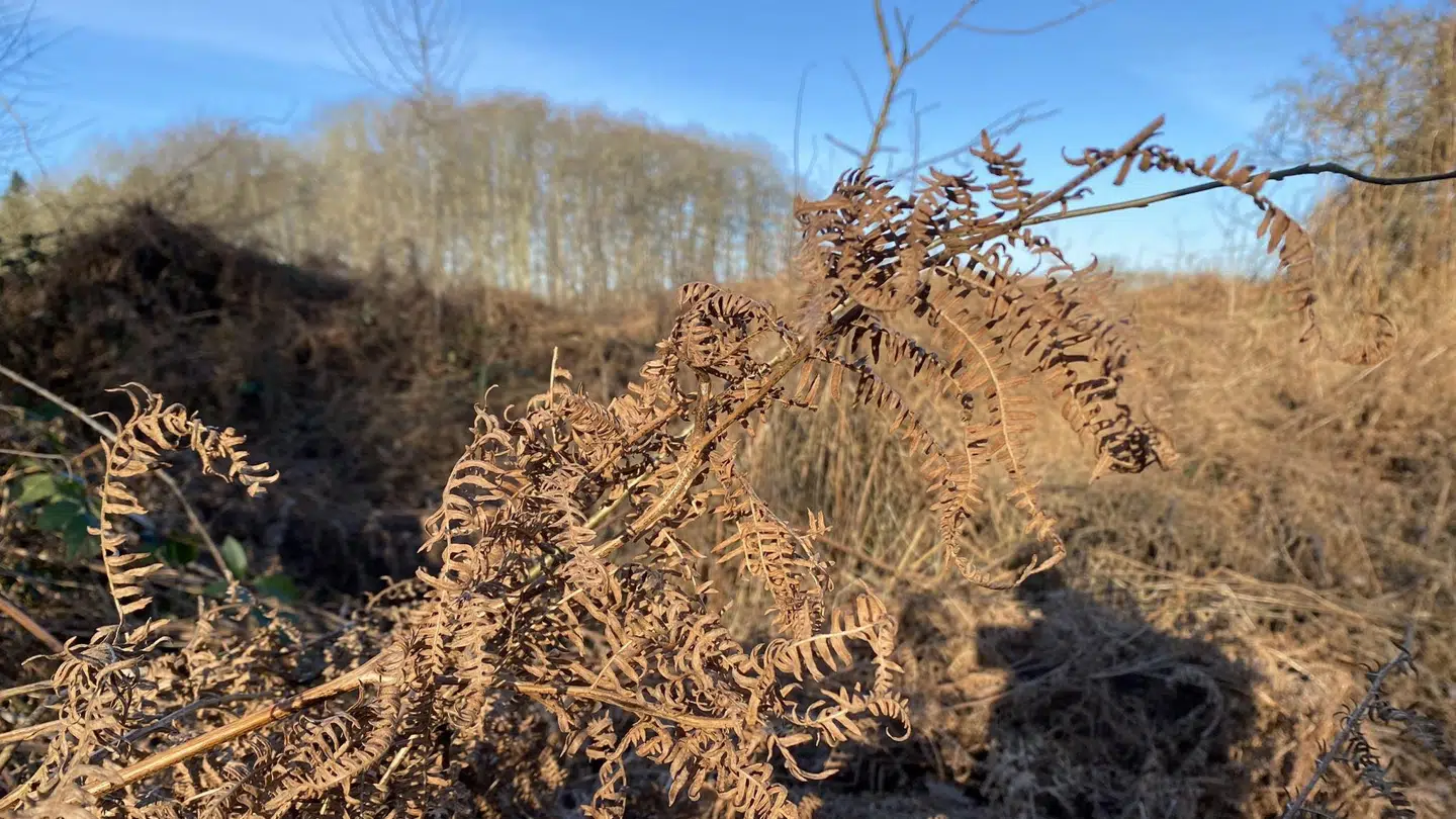 Ørnebregnen er vissen lige nu, men blomster op år efter år. Foto: Jeppe Kanstrup
