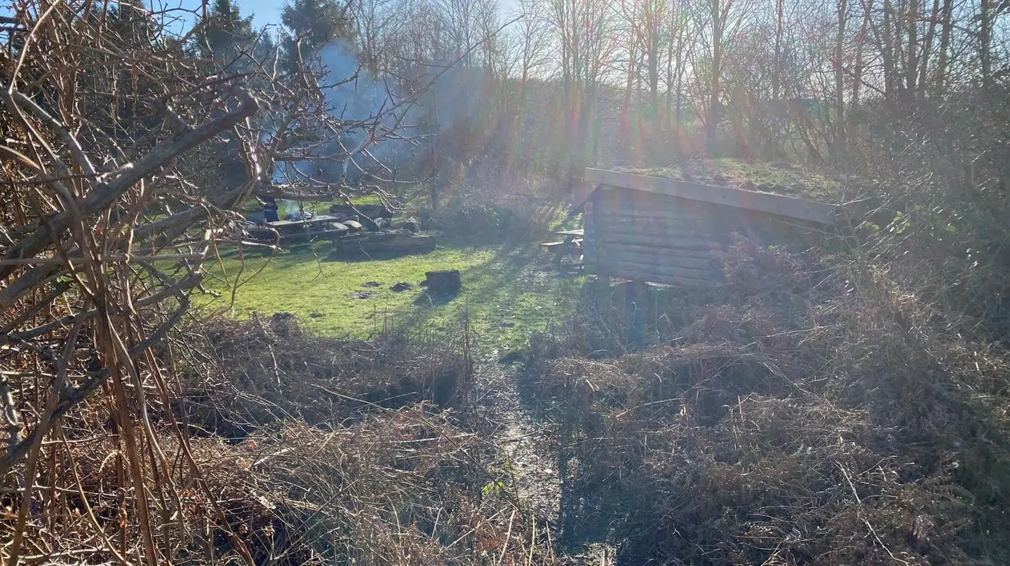 Shelterpladsen ligger lige op af ørnebregne-buskadset. Foto: Jeppe Kanstrup.