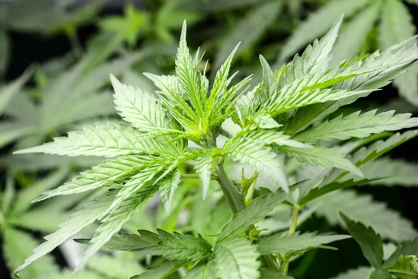 På dette billede ses en terapeutisk hashplante.