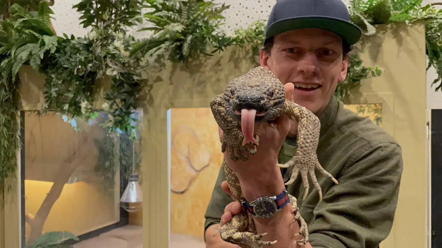 Vorteøglen Valdemar bor på Naturama i Svendborg, hvor Emil Sanderhoff har været tilknyttet siden 2009.