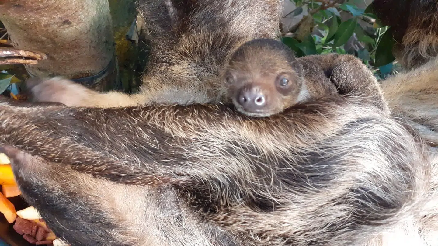 Den lille unge mangler stadig et navn. Foto: Aalborg Zoo