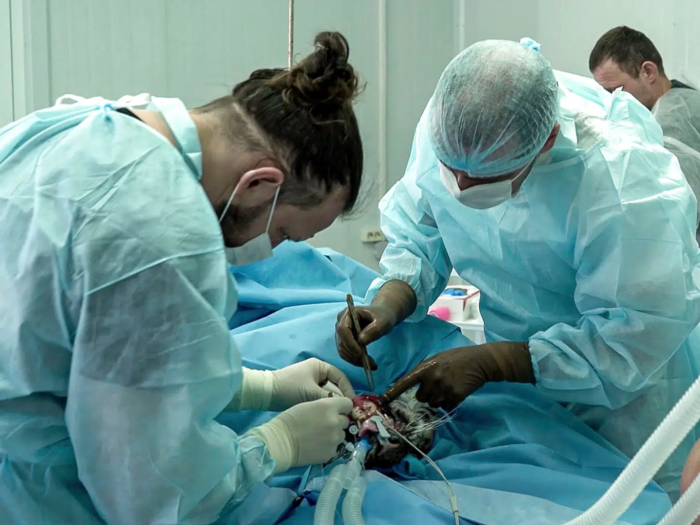 Den sibiriske tigerunge bliver opereret.