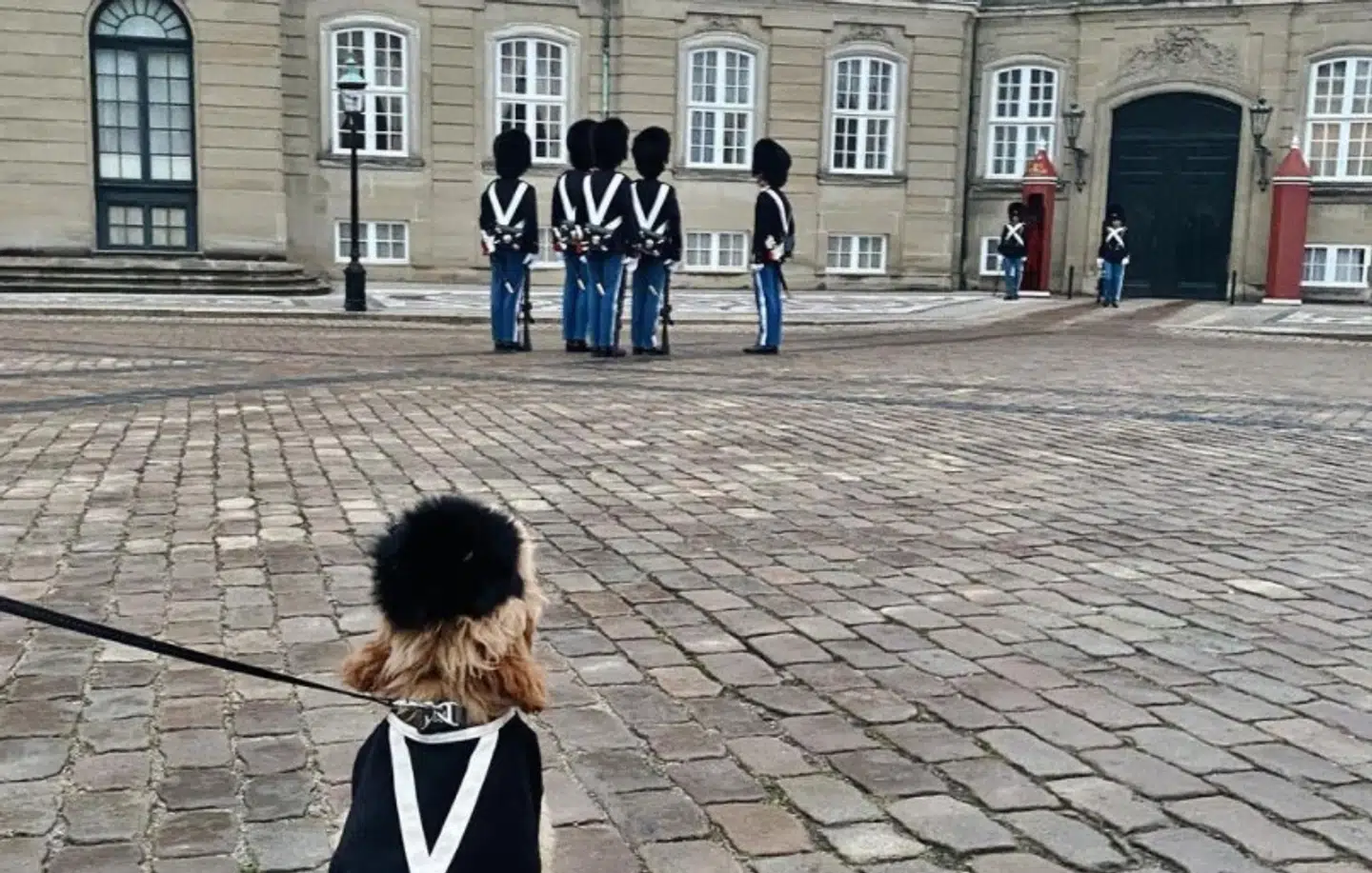 Topper sidder pænt og kigger på sine måske kommende kollegaer.
