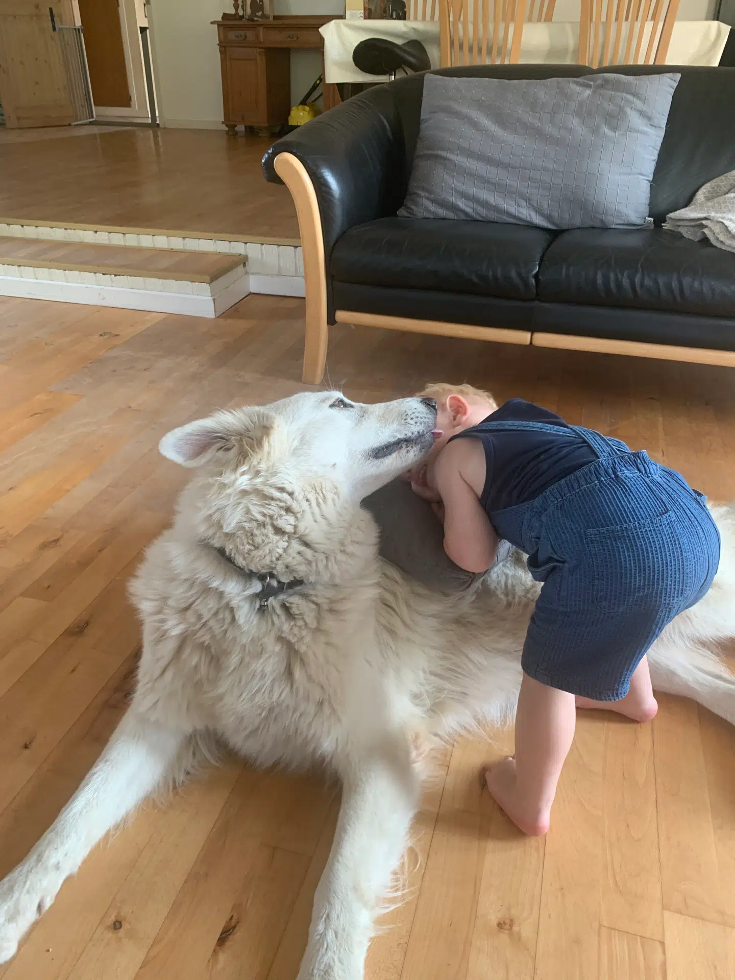 Familien fortæller, at Diana var en blid hund, da den levede.