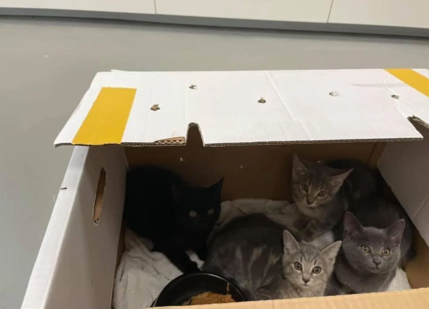 Katte, som ejere har efterladt.
