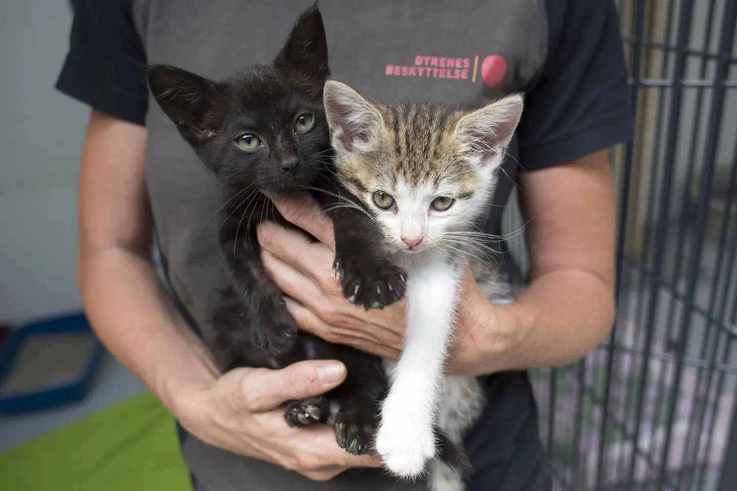 Antallet af henvendelser til Dyrenes Beskyttelse om dyr, der efterlades i papkasser, transportkasser og lignende, er rekordhøjt i 2021. Det kan ifølge familiedyrschef Jens Jokumsen hænge sammen med, at flere har anskaffet sig kæledyr under coronaepidemien uden at have gjort sig klar, hvad det indebærer. (Arkivfoto). Niels Ahlmann Olesen/Ritzau Scanpix