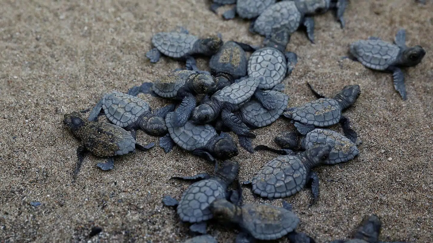 Baby skildpadder på vej mod havet. Genrefoto.