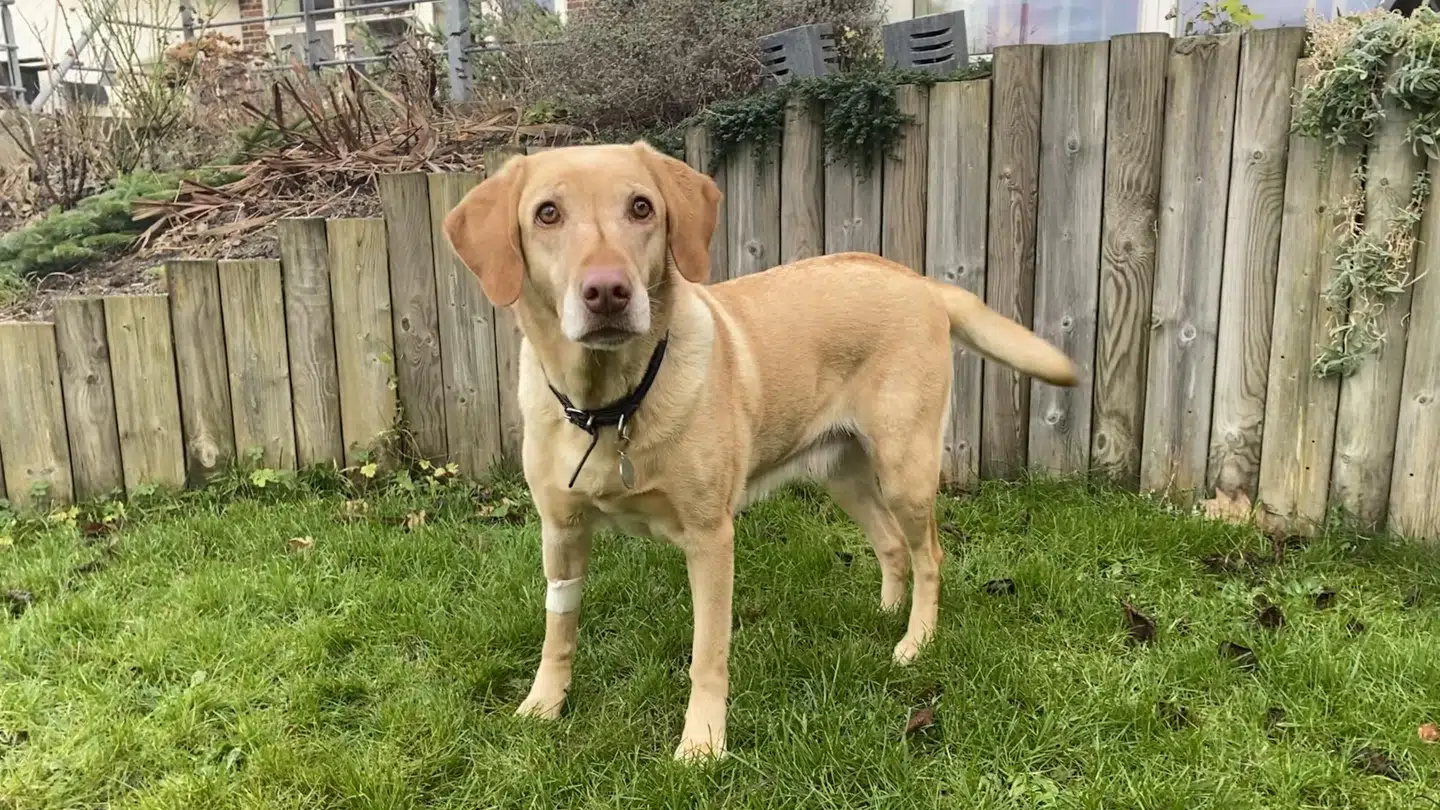 7-årige Bella er på benene igen og frisk som altid.