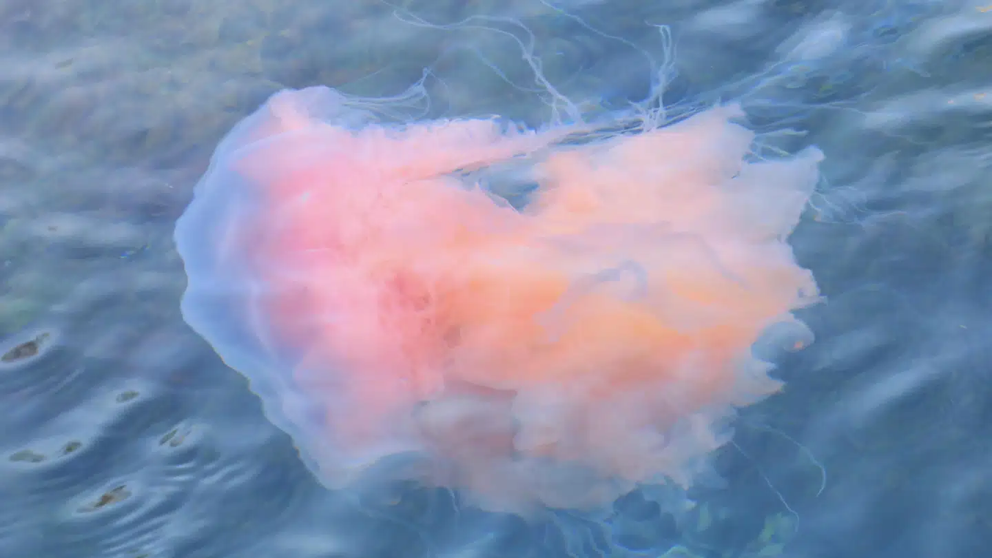 Et yderst spektakulært syn er nu kommet til København Havn. Her er enorme brandmænd begyndt lægge til i Sluseholmen. Foto: Jan Fønss