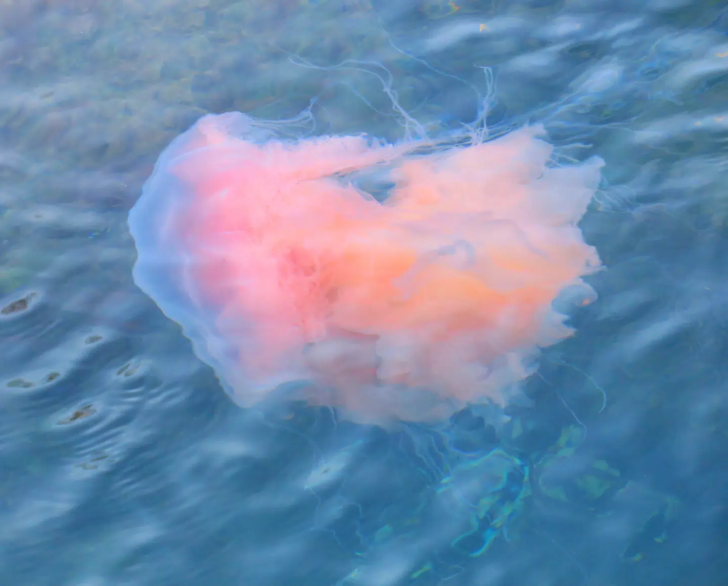 Et yderst spektakulært syn er nu kommet til København Havn. Her er enorme brandmænd begyndt lægge til i Sluseholmen. Foto: Jan Fønss