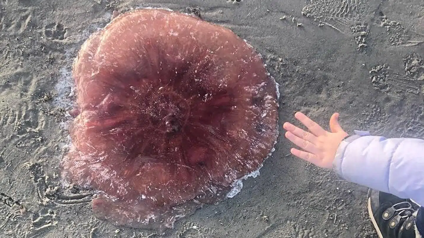 Charlotte Demant stødte søndag, sammen med hendes 9-årige datter, på denne brandmand. Foto: Charlotte Demant